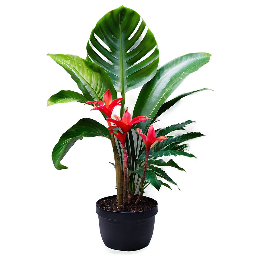 Tropical Garden Plants Png Noj PNG Image