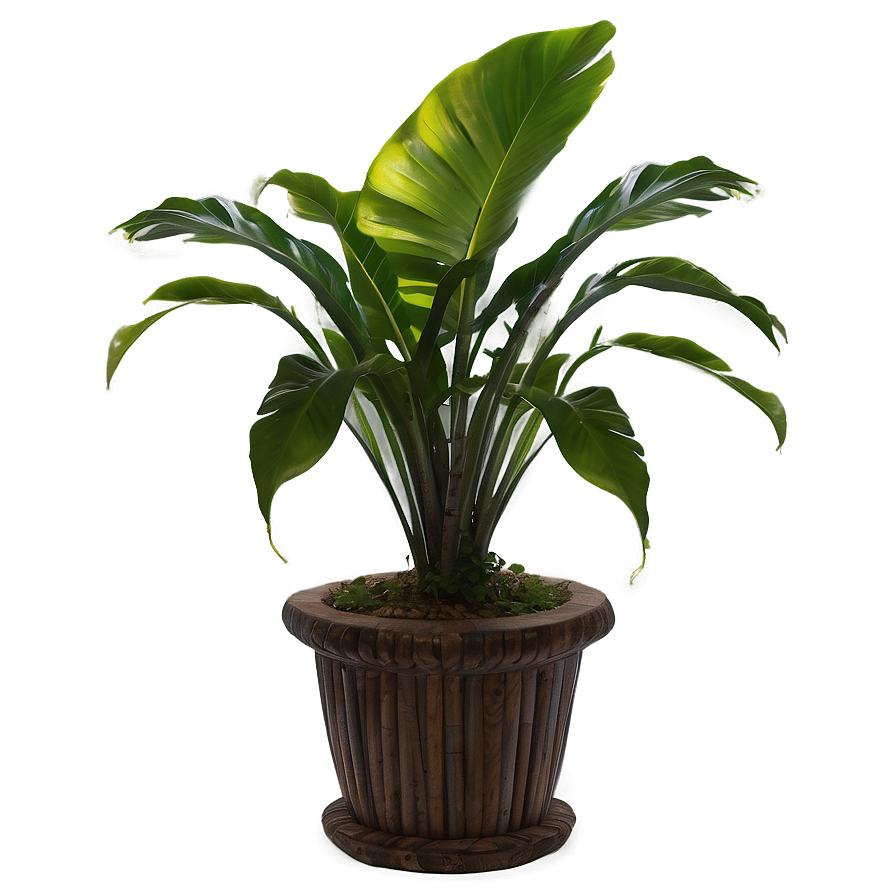 Tropical House Plants Png 84 PNG Image