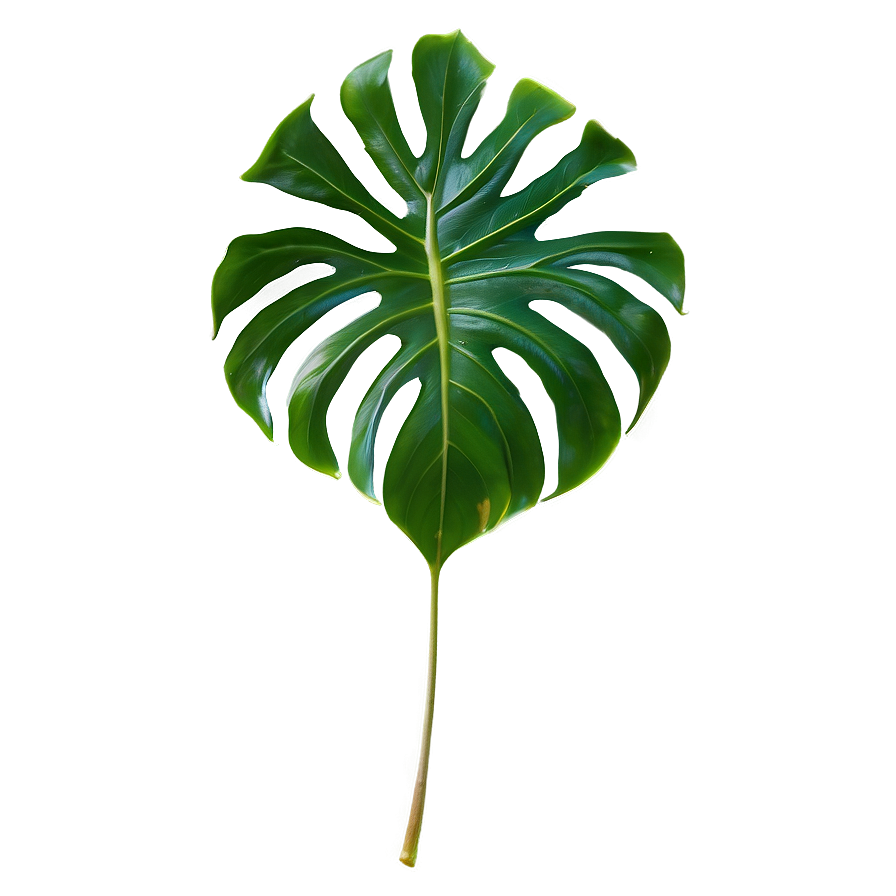 Tropical Leaf Isolated Png 06122024 PNG Image