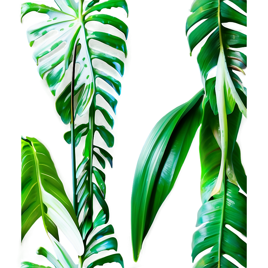 Tropical Leaf Isolated Png 06122024 PNG Image