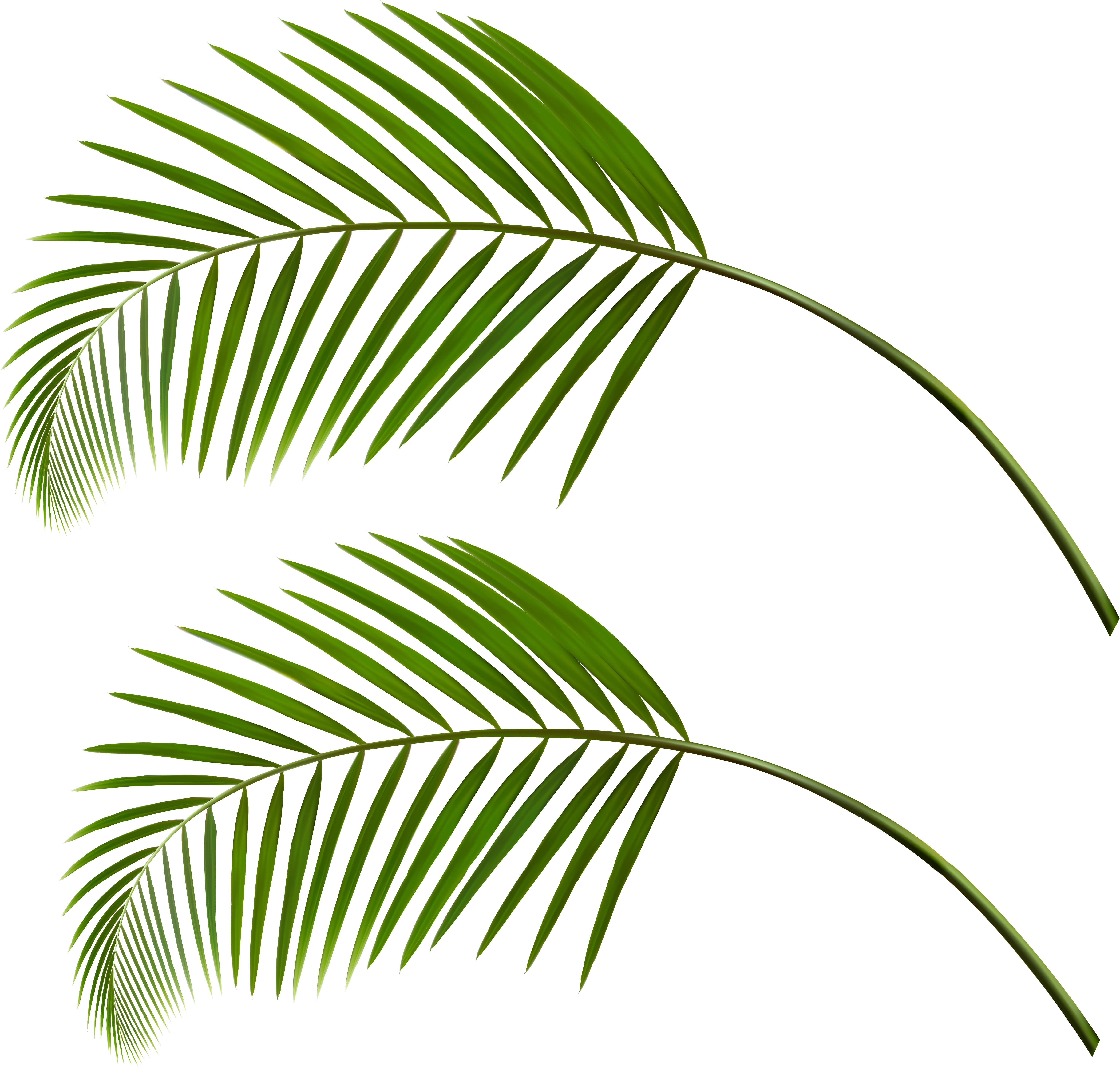 Tropical Palm Leaves Gray Background PNG Image