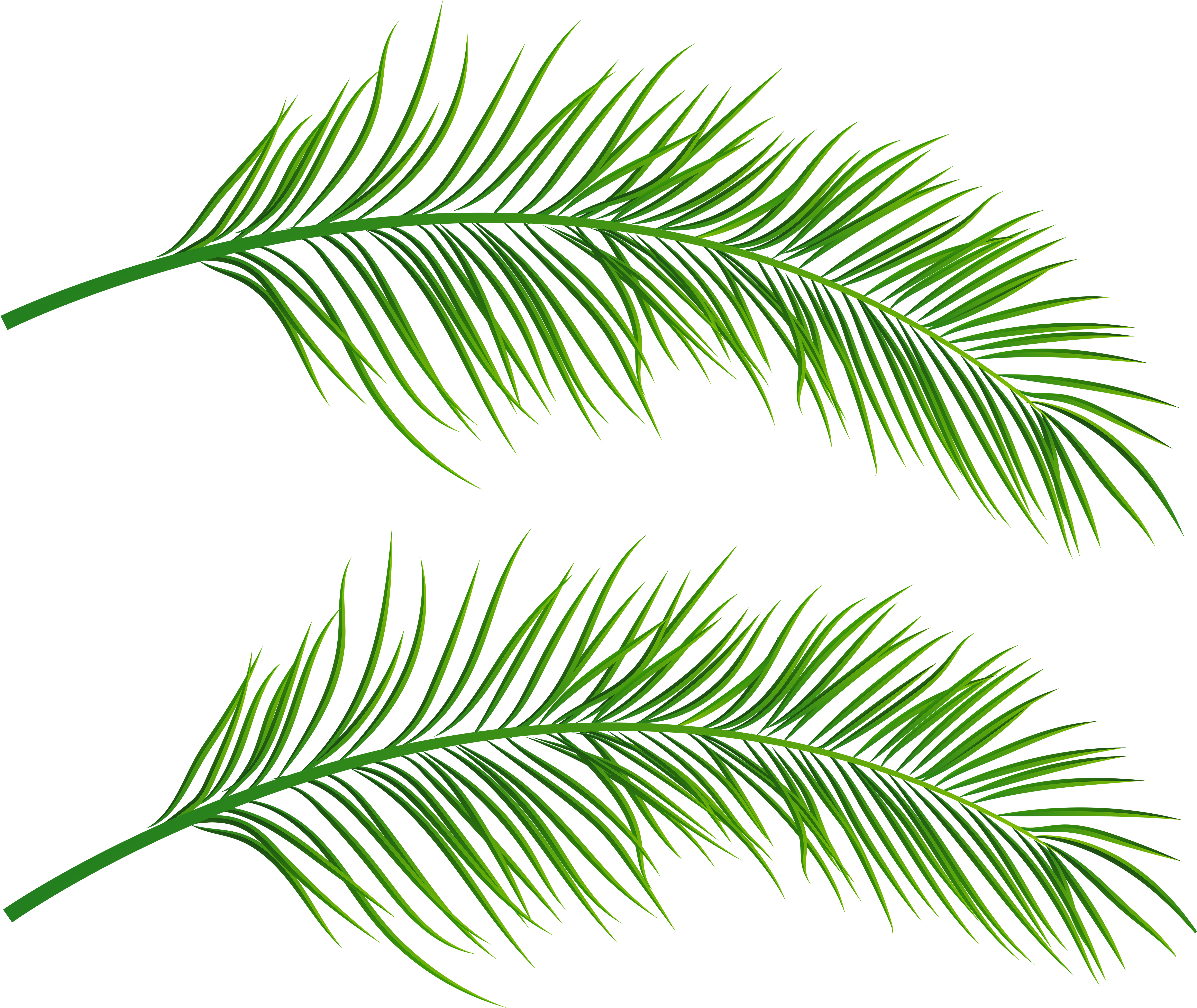 Tropical Palm Leaves Illustration PNG Image