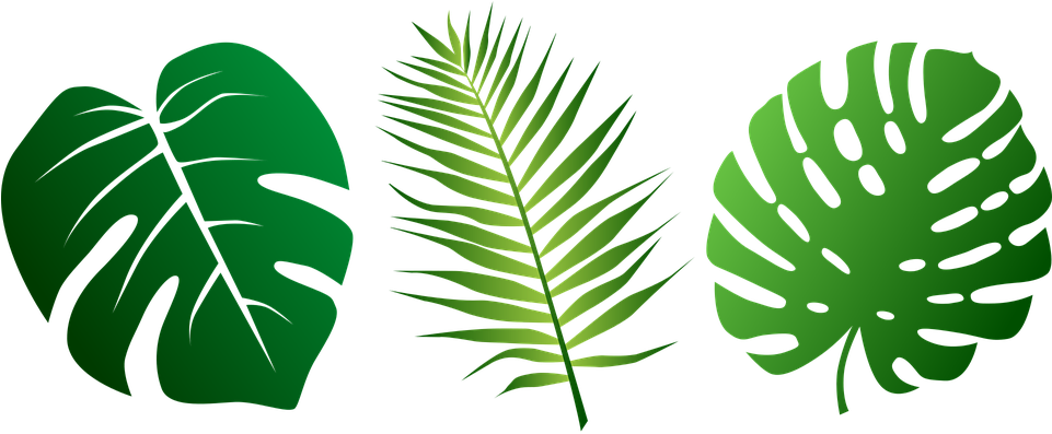 Tropical Palm Leaves Vector Illustration PNG Image