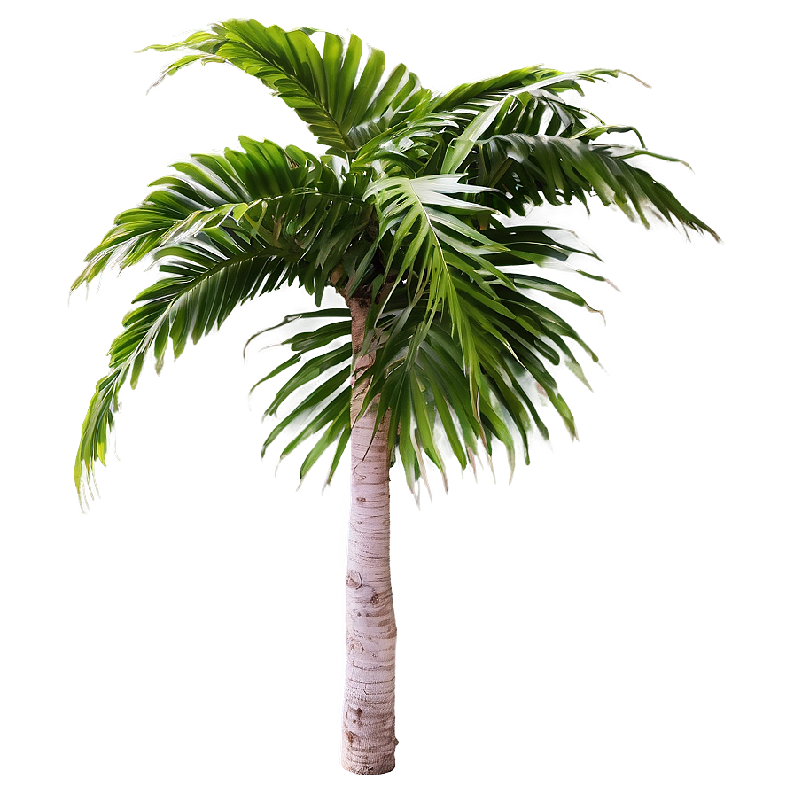 Tropical Palm Plants Png 2 PNG Image