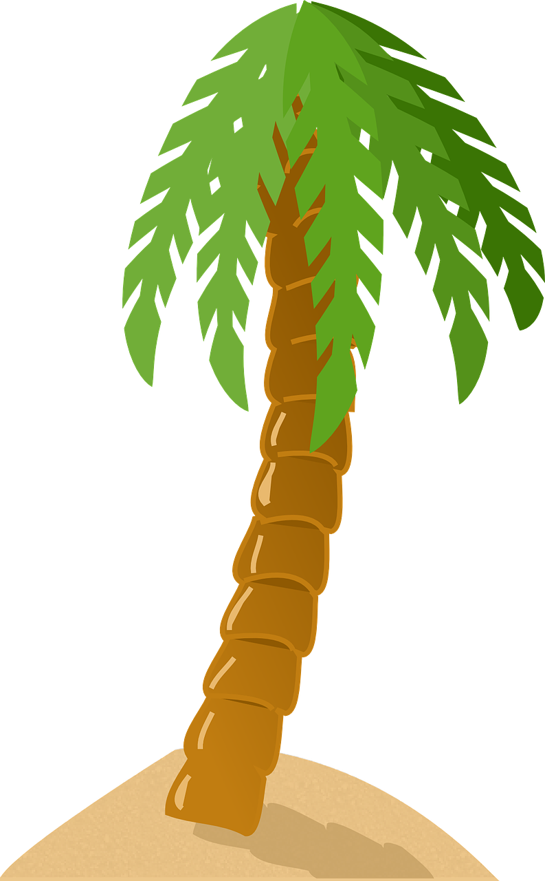 Tropical Palm Tree Graphic PNG Image