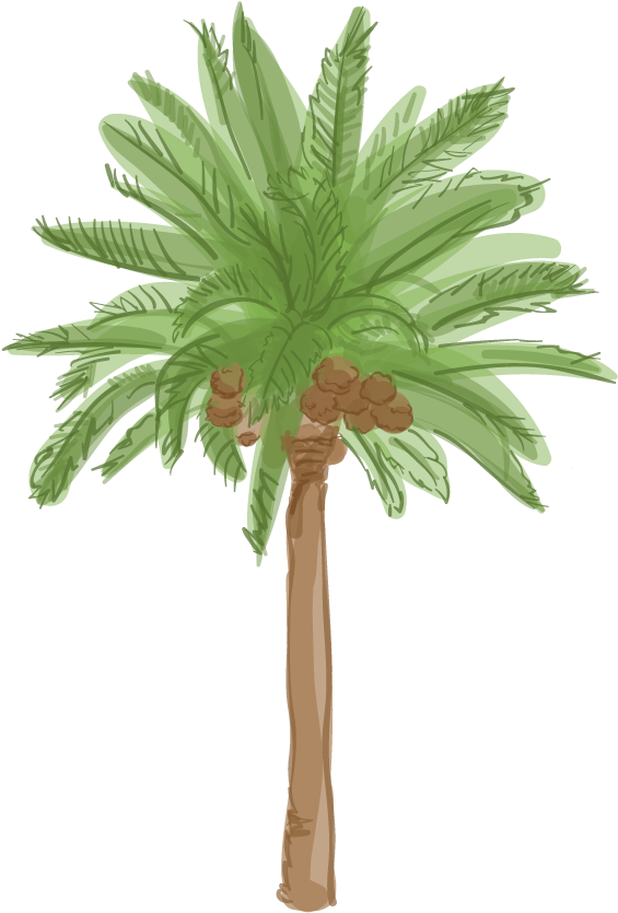 Tropical Palm Tree Illustration PNG Image