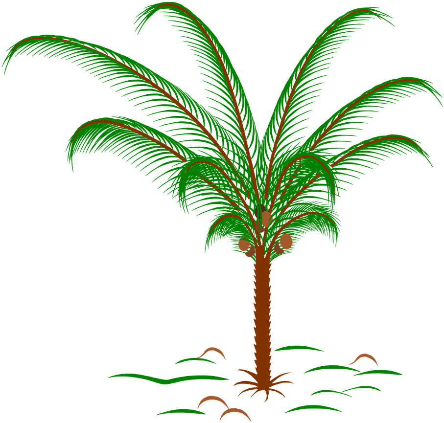 Tropical Palm Tree Illustration PNG Image