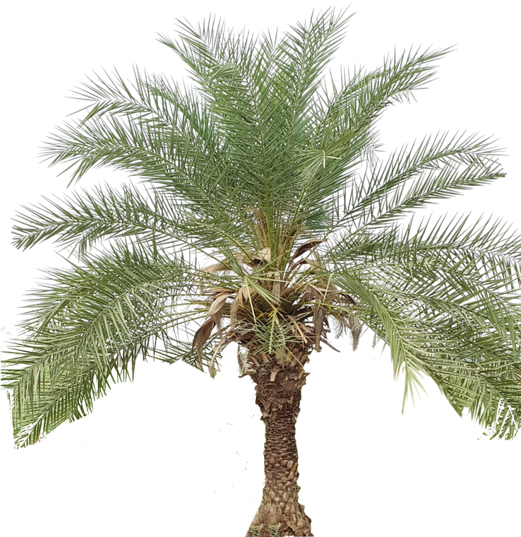 Tropical Palm Tree Isolated PNG Image