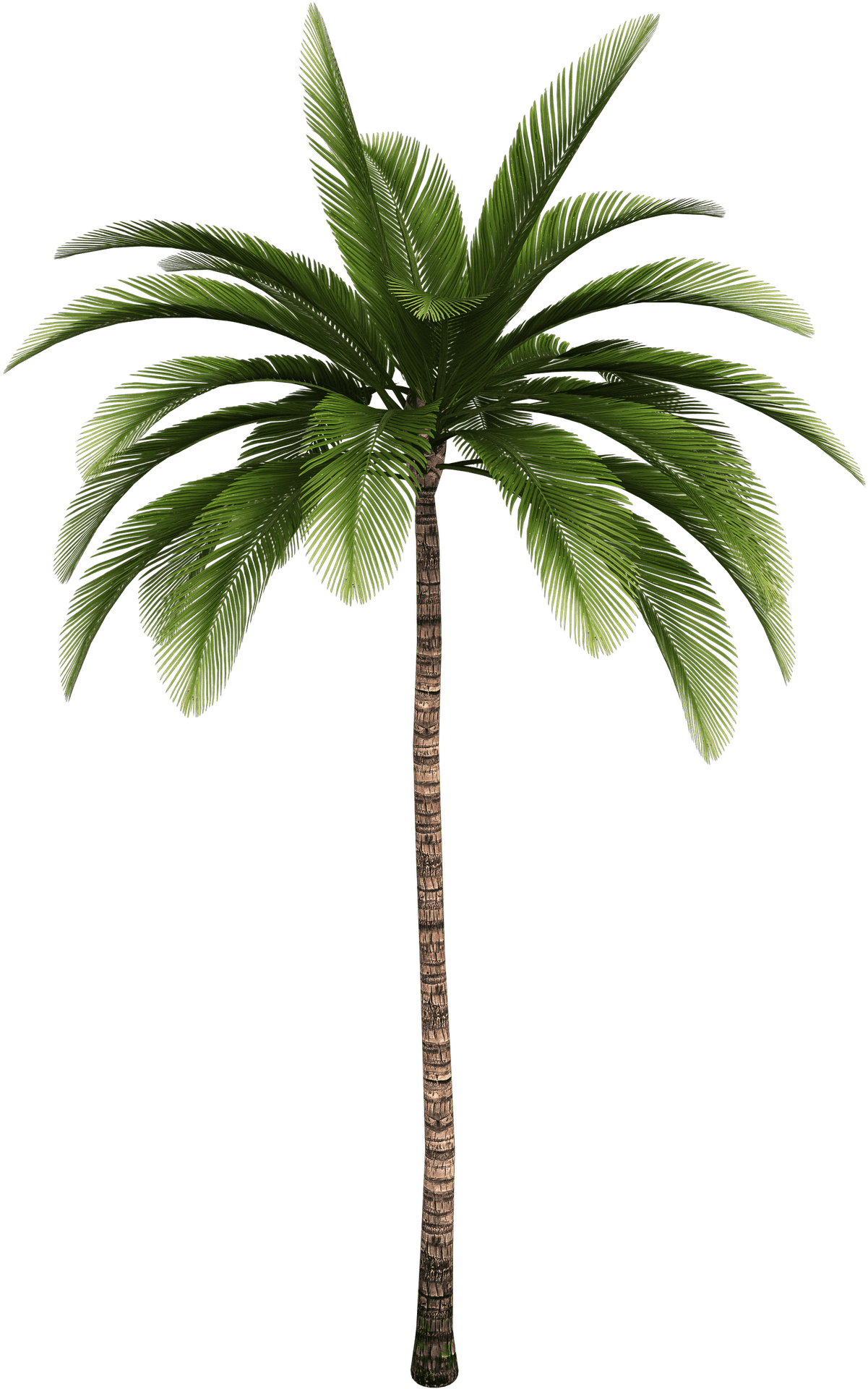 Tropical Palm Tree Isolated PNG Image