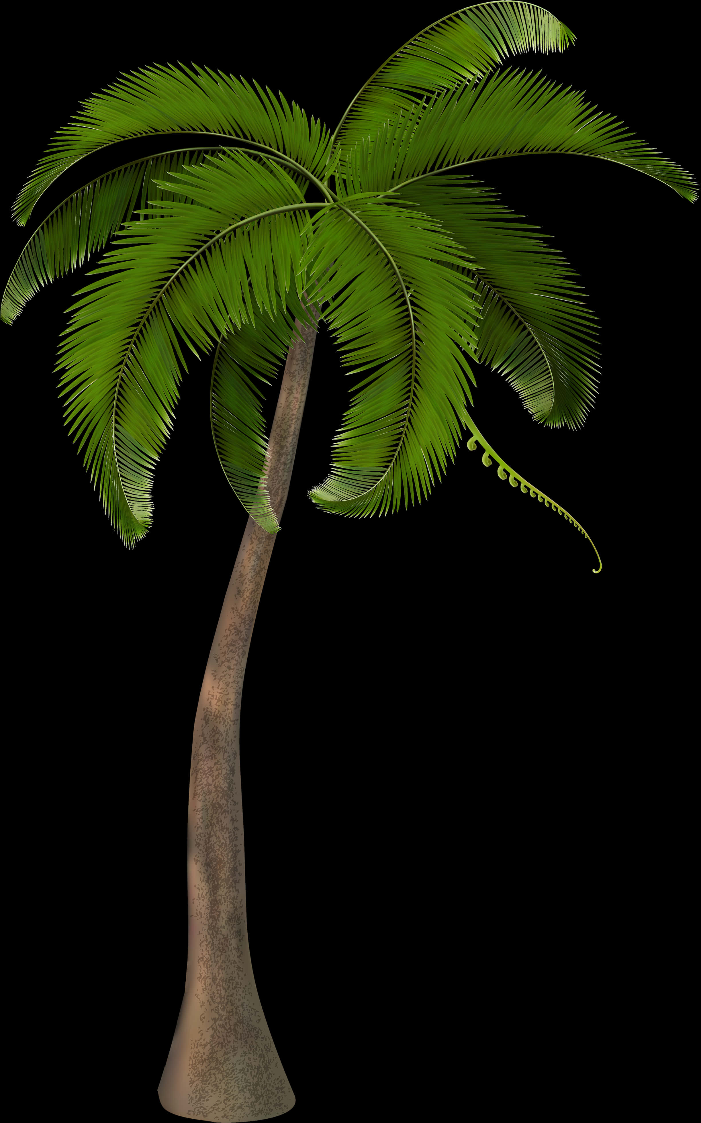 Tropical Palm Tree Isolated Black Background PNG Image