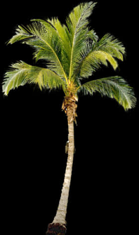 Tropical Palm Tree Isolated PNG Image