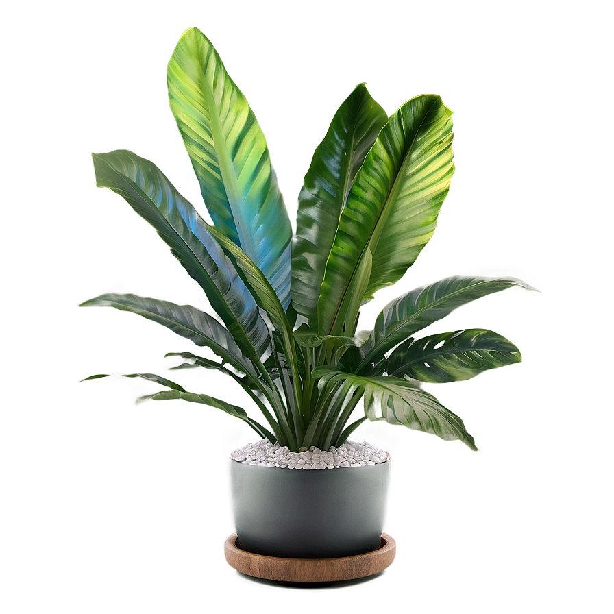 Tropical Plant Design Png 11 PNG Image