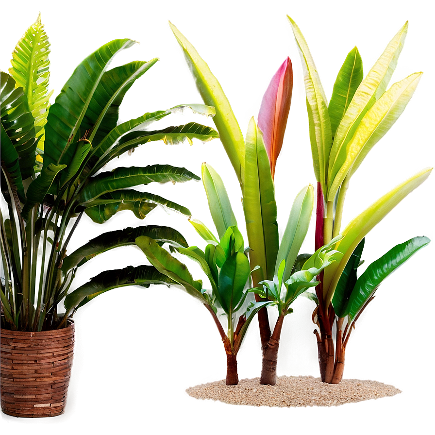 Tropical Plants D PNG Image