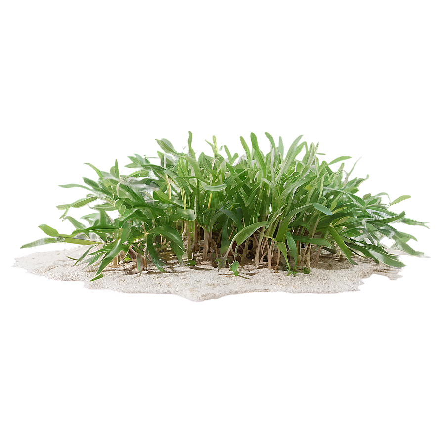 Tropical Seagrass Png 06292024 PNG Image