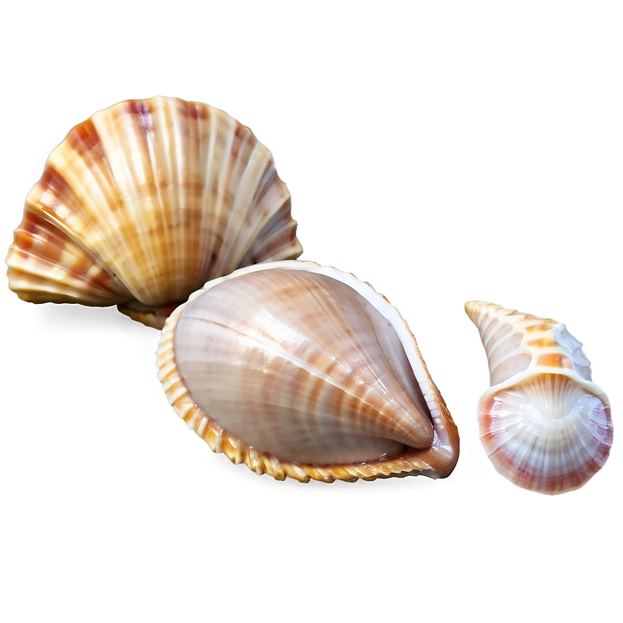 Tropical Seashells Png Dkm66 PNG Image