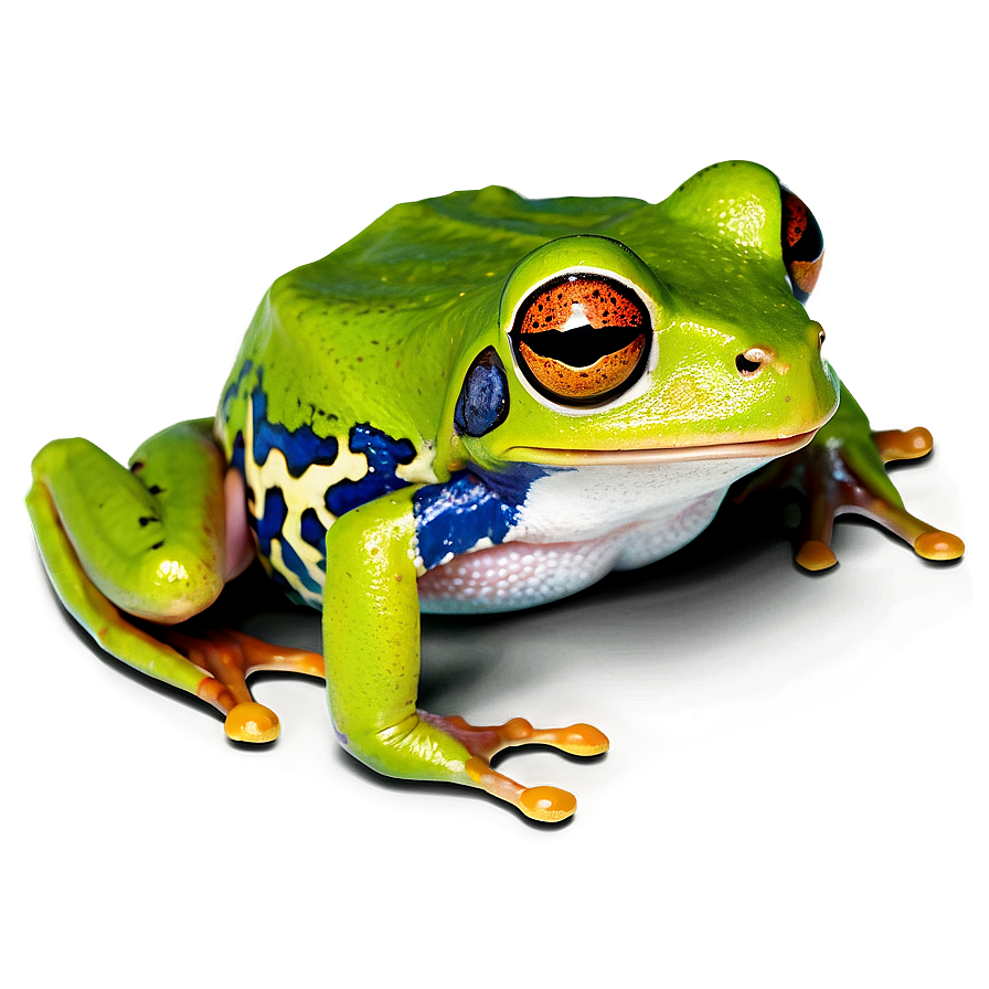 Tropical Tree Frog Png 36 PNG Image