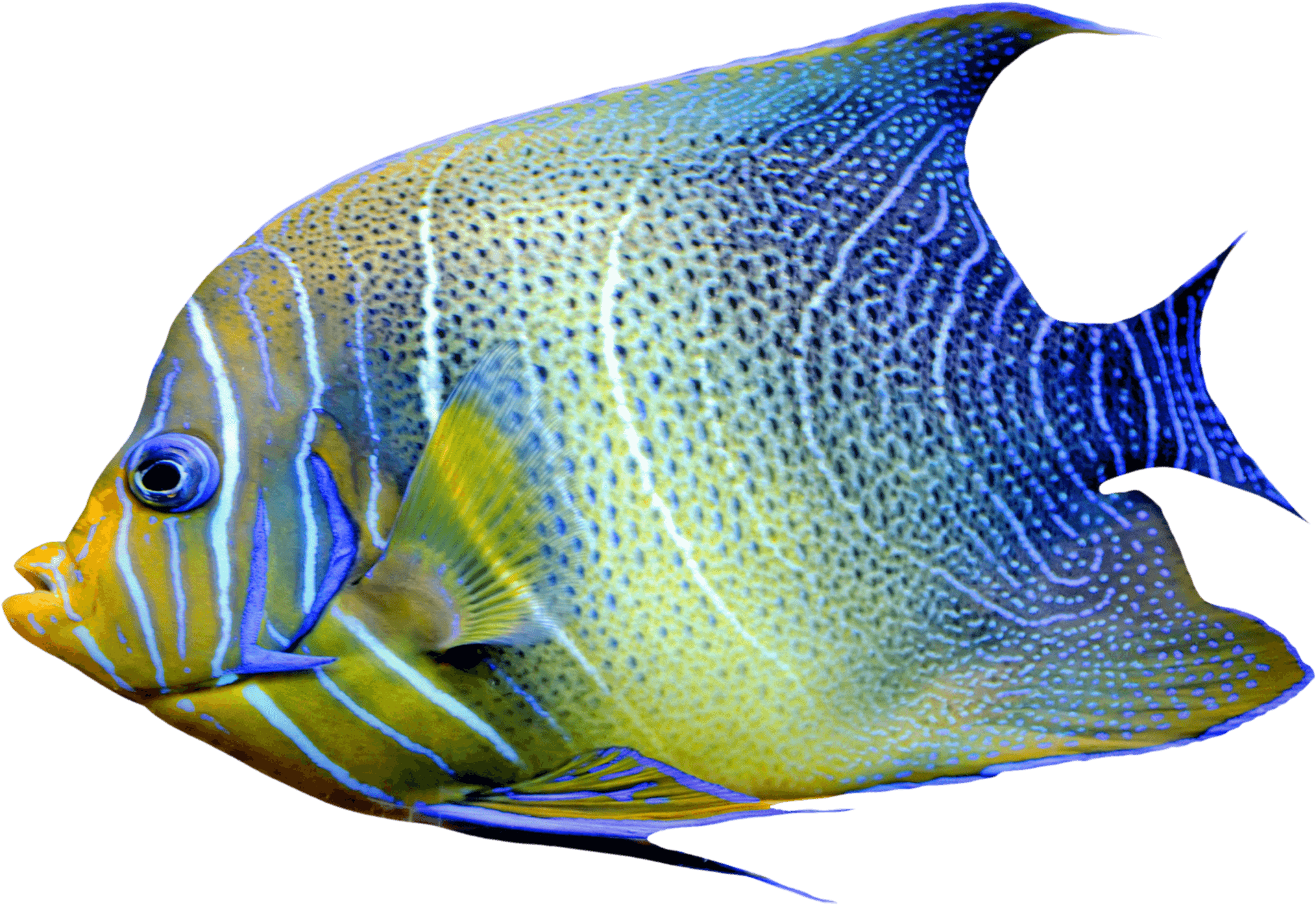 Tropical Yellow Blue Angelfish PNG Image