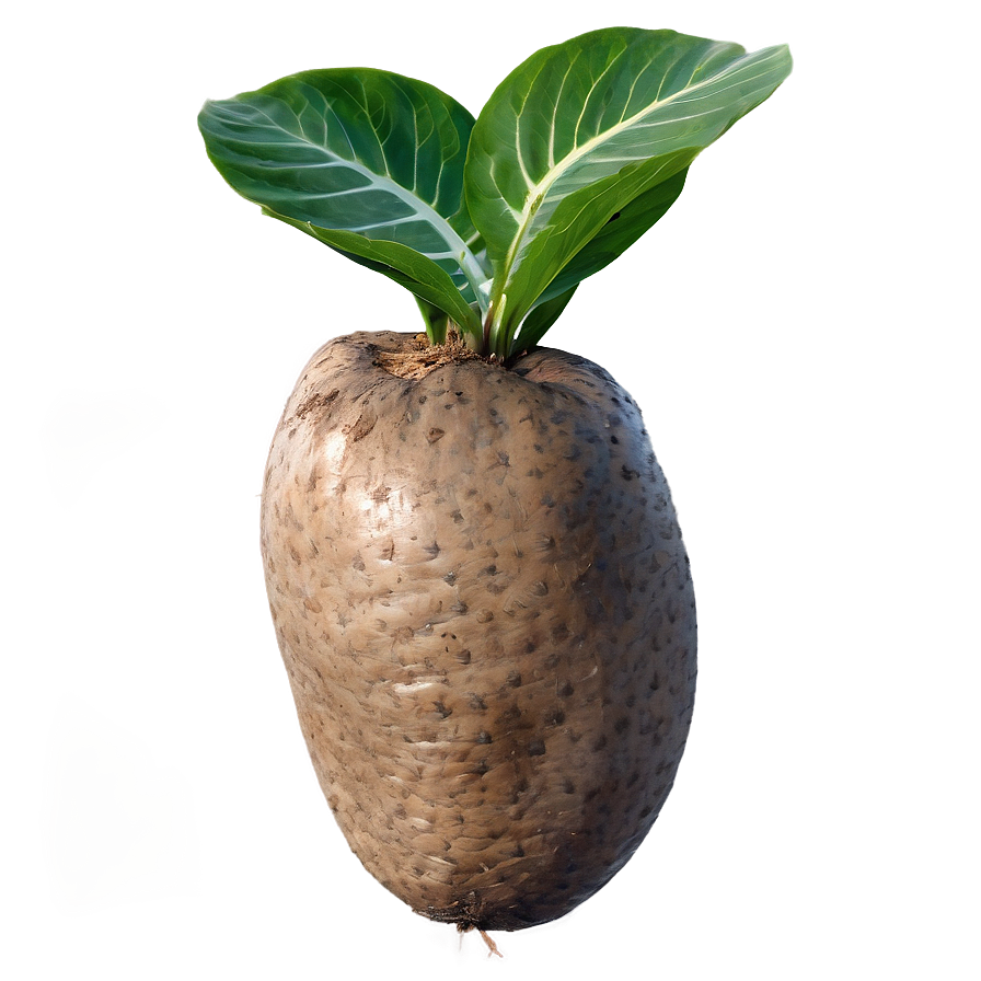 Tuber In Sustainable Living Png 31 PNG Image