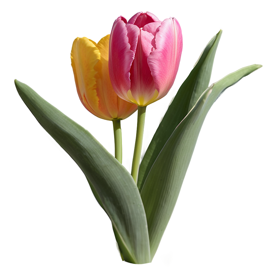 Tulip Closeup Png Qum PNG Image