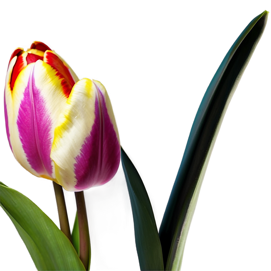 Tulip Fantasy Png 69 PNG Image