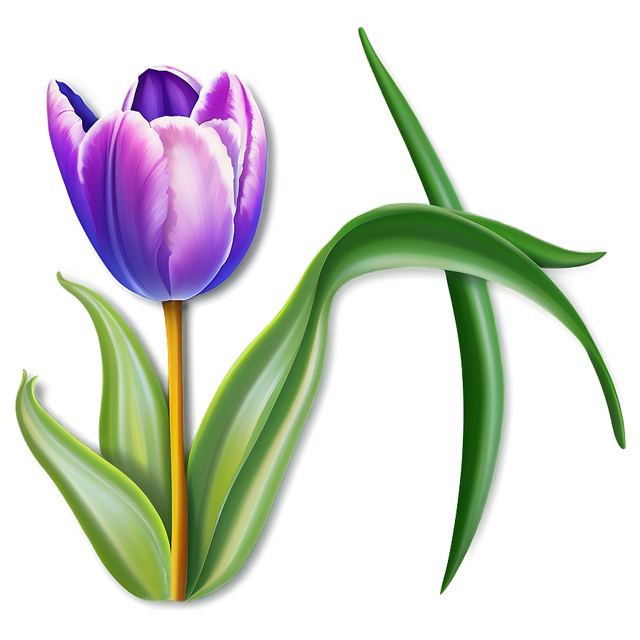 Tulip Flower Drawing Png 24 PNG Image