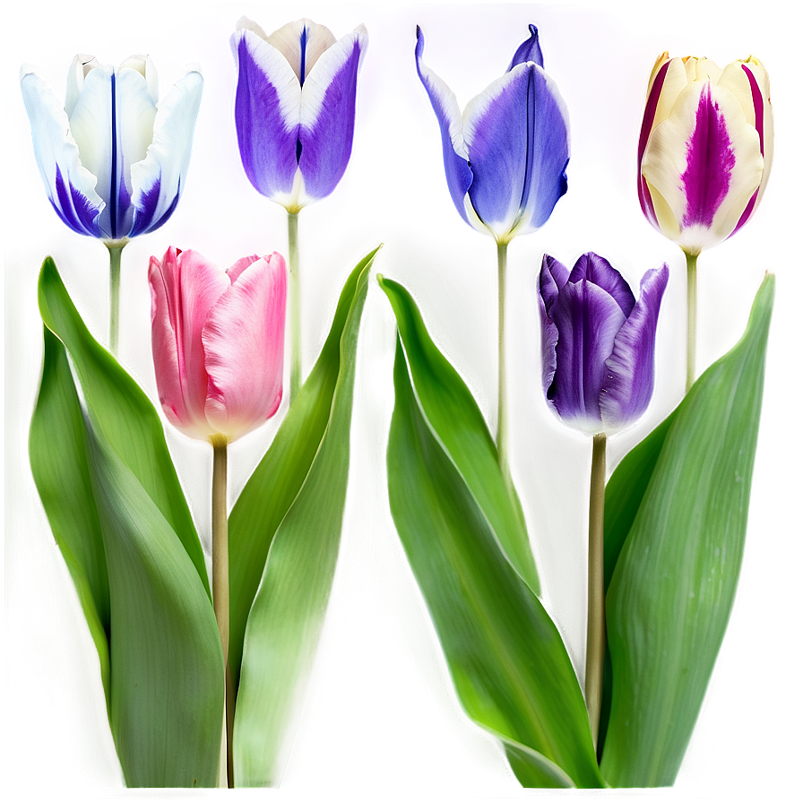 Tulip Garden Png Qjo PNG Image