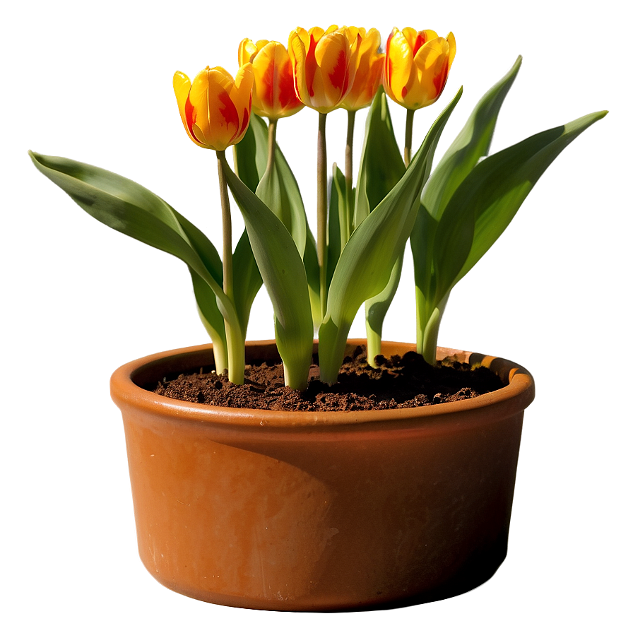 Tulip In Pot Png Mwk51 PNG Image