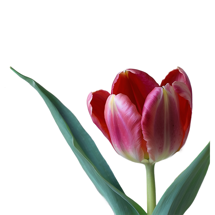 Tulip Love Png 05212024 PNG Image