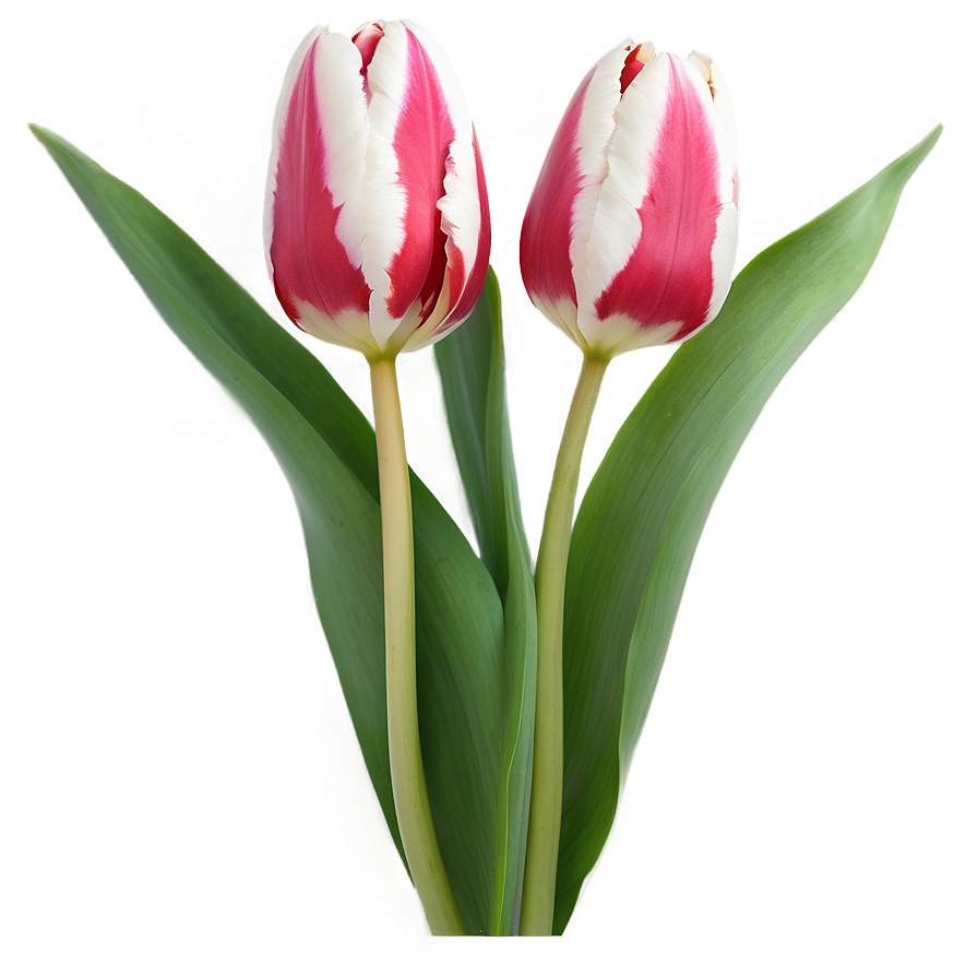 Tulip Pattern Png 05212024 PNG Image