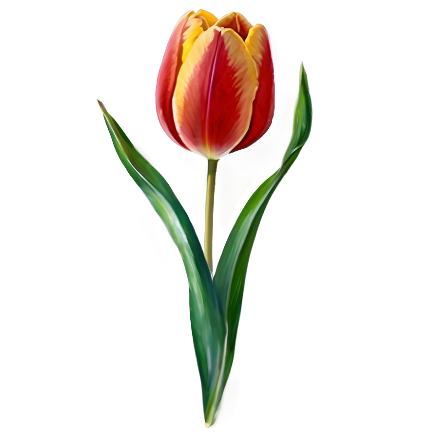 Tulip Watercolor Png 05212024 PNG Image