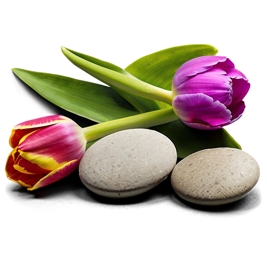 Tulips And Pebbles Png Ywn13 PNG Image