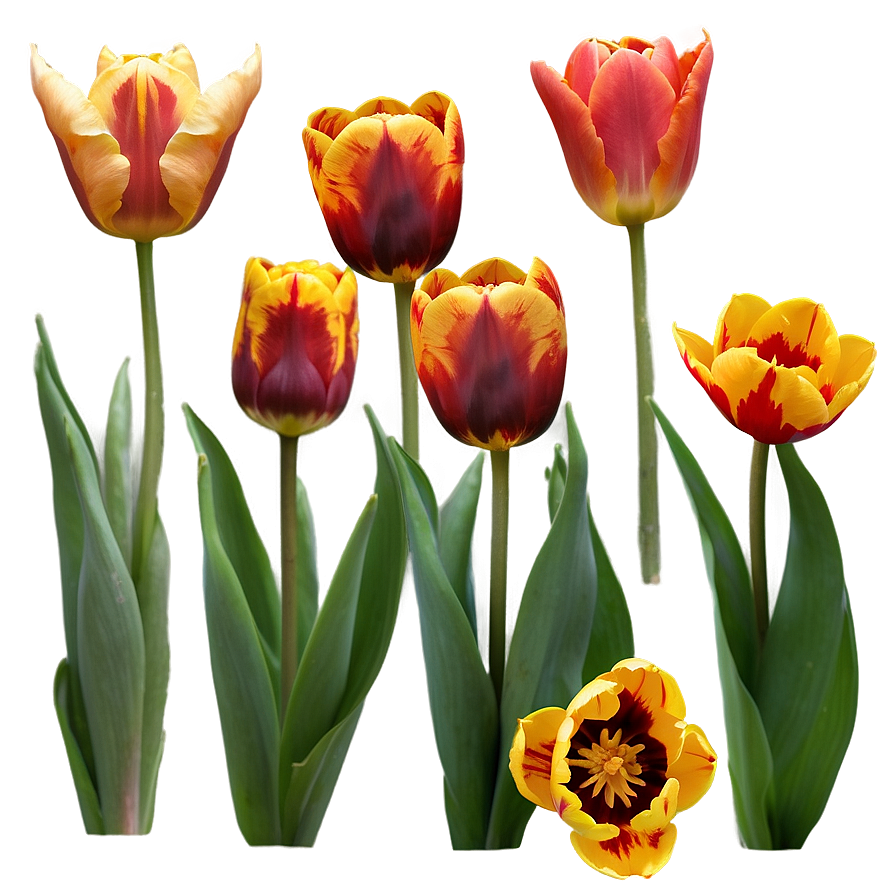 Tulips At Sunset Png 65 PNG Image