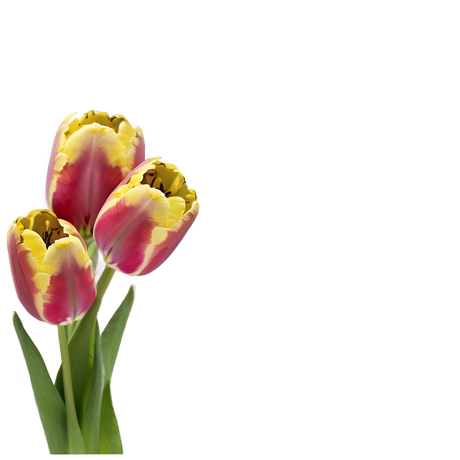 Tulips Bouquet Gift Png 05242024 PNG Image