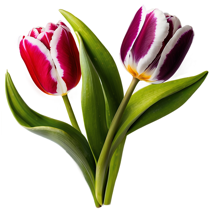 Tulips On White Background Png 05242024 PNG Image