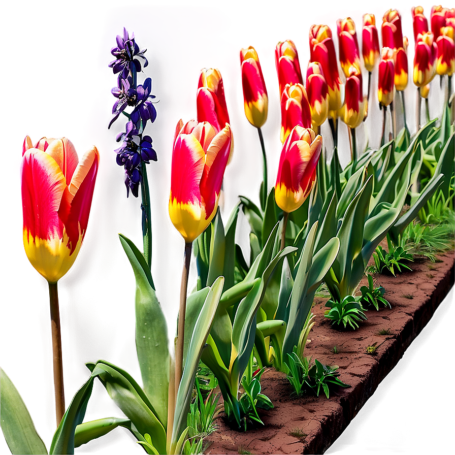 Tulips Pathway Png 62 PNG Image