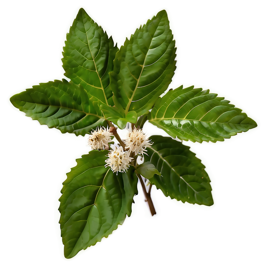 Tulsi Tea Leaf Png 80 PNG Image