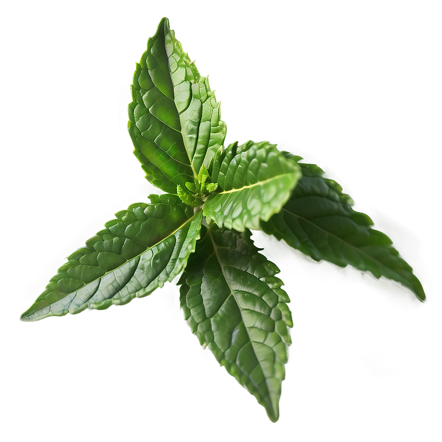 Tulsi Tea Leaf Png Sxt9 PNG Image