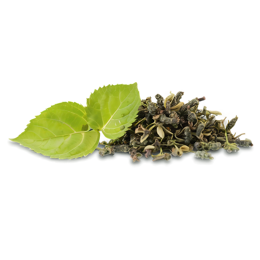 Tulsi Tea Leaf Png Tnk PNG Image