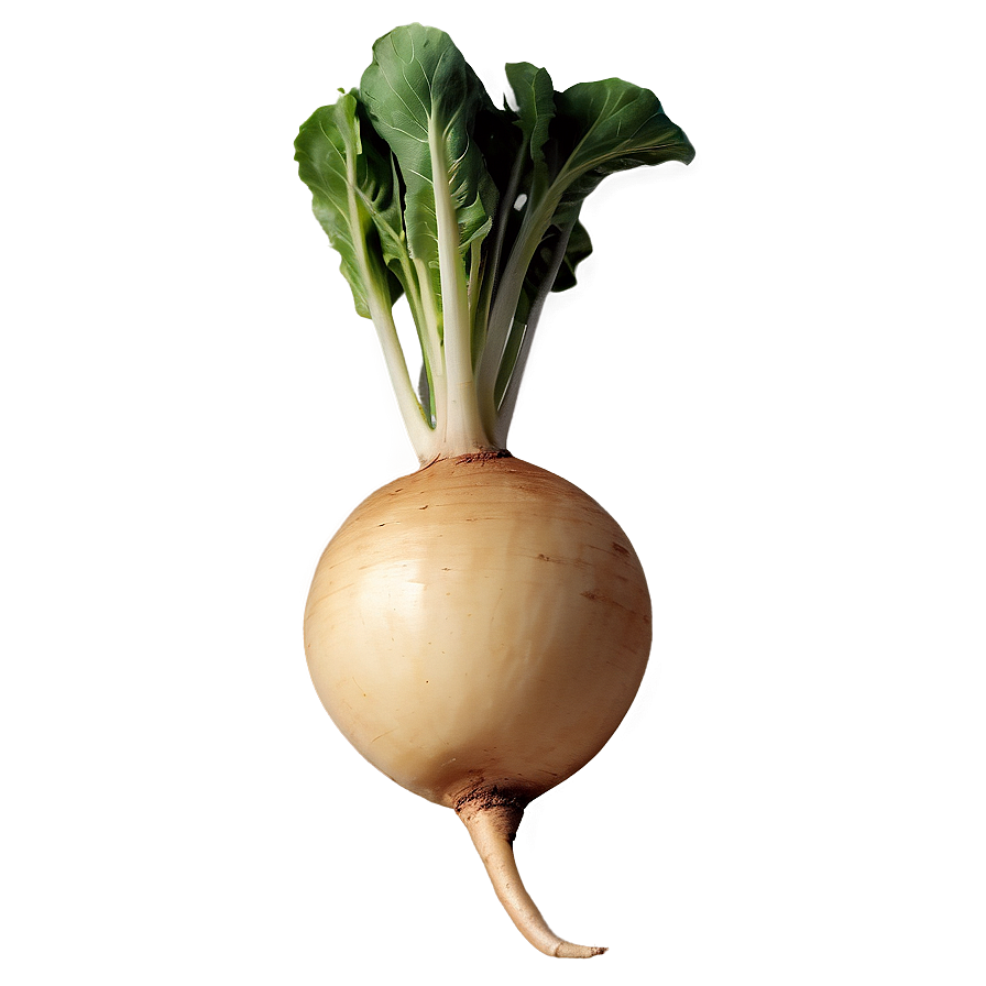 Turnip B PNG Image