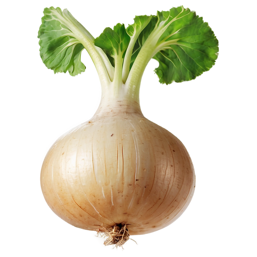 Turnip Seed Png 06252024 PNG Image