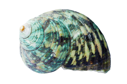 Turquoise Patterned Seashell PNG Image