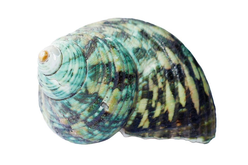 Turquoise Seashell Isolated Background PNG Image