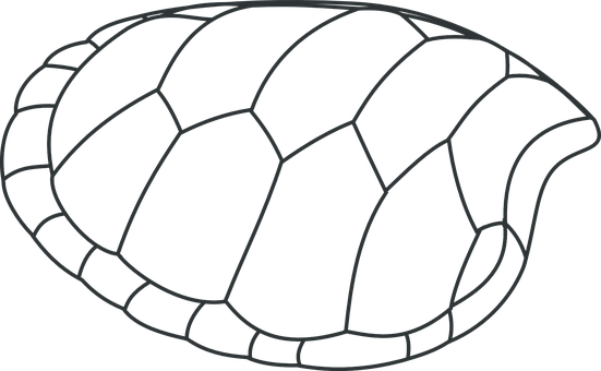 Turtle Shell Outline Graphic PNG Image