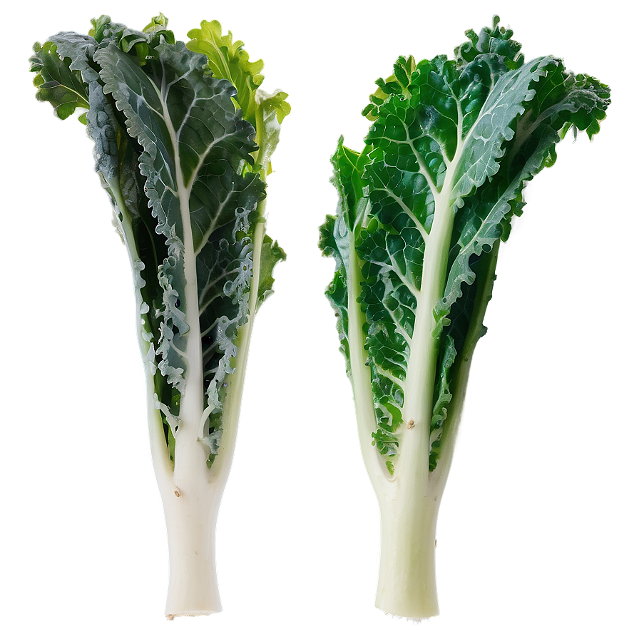 Tuscan Kale Png Axu12 PNG Image