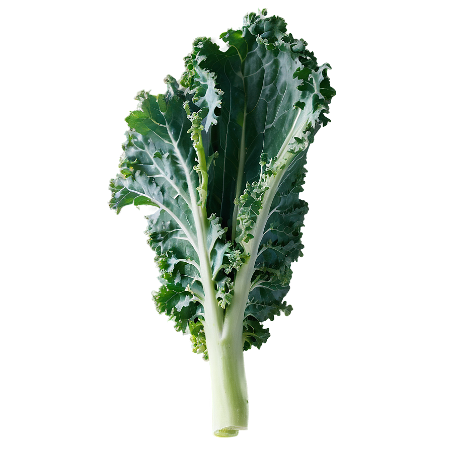 Tuscan Kale Png Jkc PNG Image