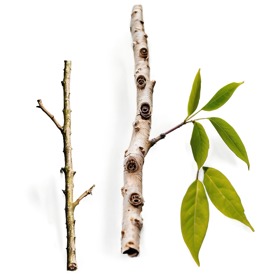 Twig C PNG Image