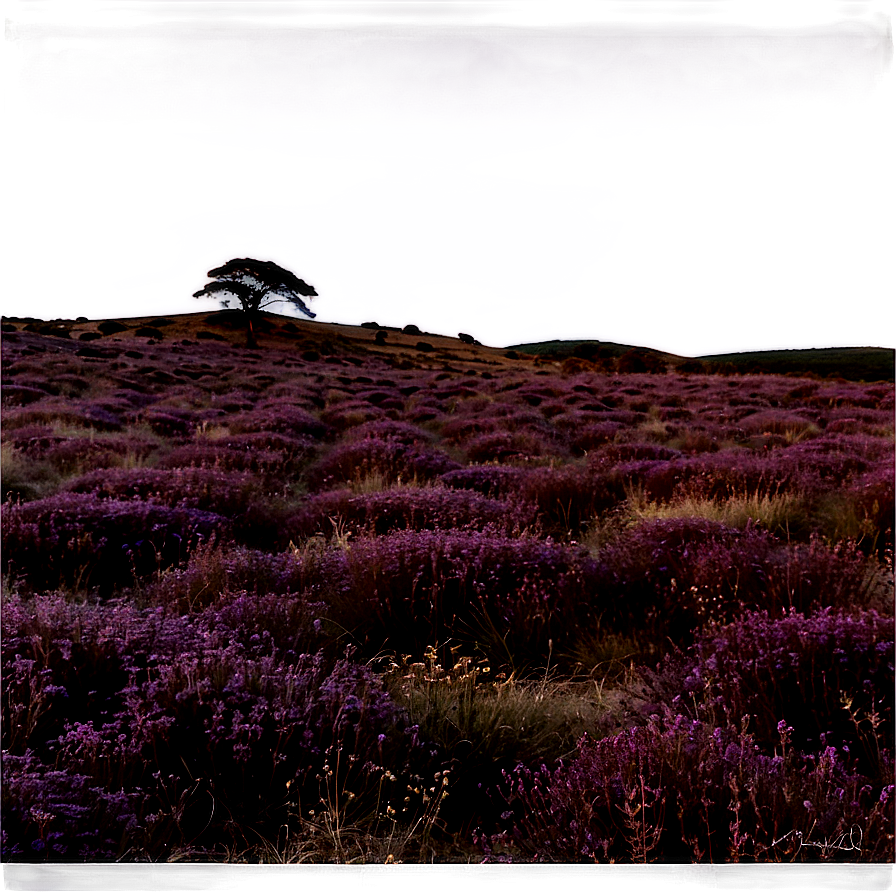 Twilight Over Heather Fields Png 06122024 PNG Image