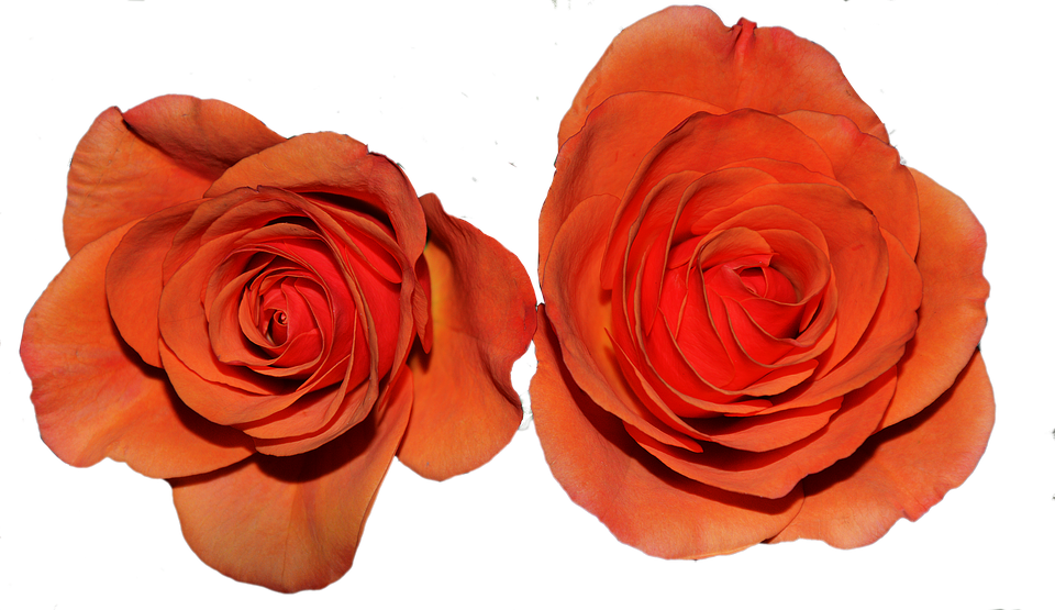 Twin Orange Roses PNG Image