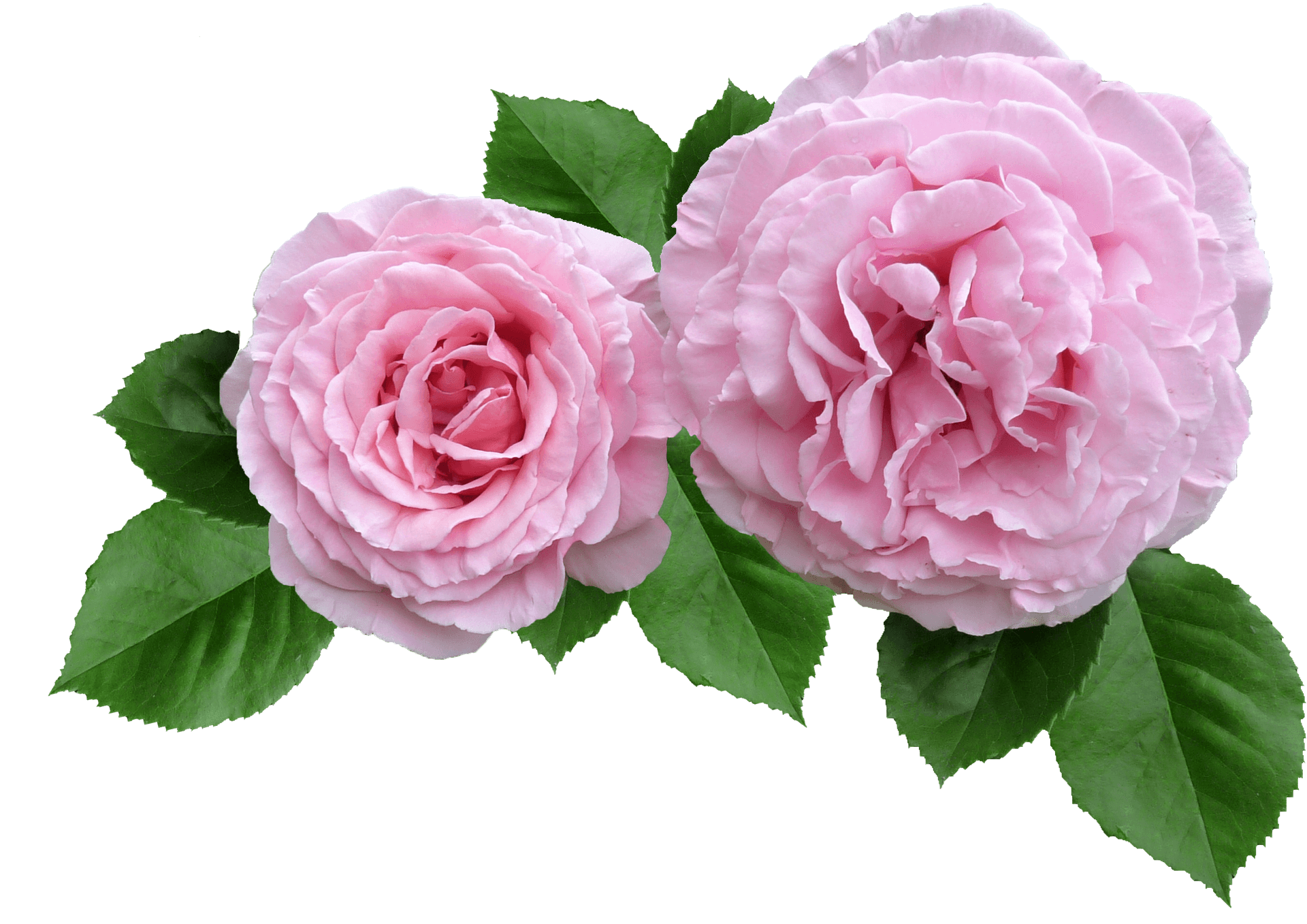 Twin Pink Roses Transparent Background.png PNG Image