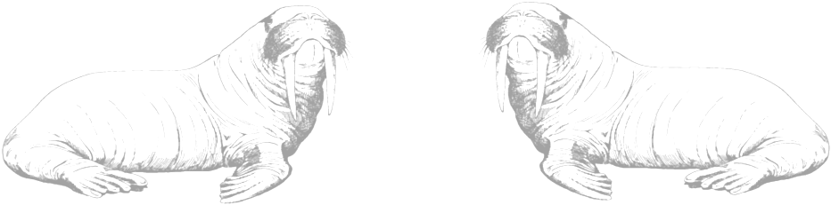 Twin Walrus Sketch PNG Image